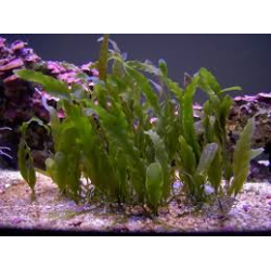 Alga Caulerpa