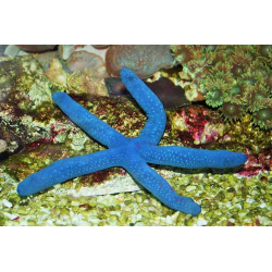 linckia starfish(blue)