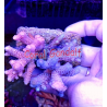 Acroporas combo blue-pink