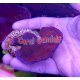Montipora danae blue-purple 1