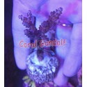 Acropora divaricata purple