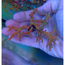 Anacropora forbesi M