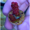 Acropora millepora Rainbow