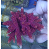 Acropora millepora pink M