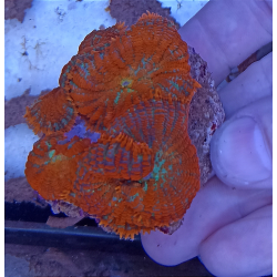 Rodactis Superman 4 unidades