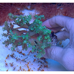 Sinularia pólipo verde M