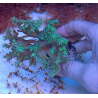 Sinularia pólipo verde M