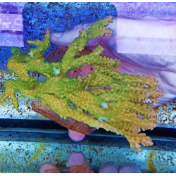 Acropora Australia XL