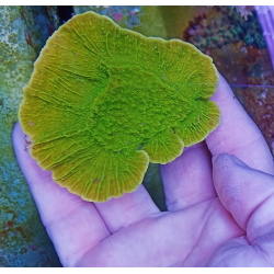 Montipora lima