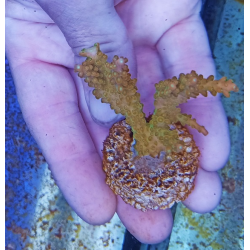 Acropora Australia S