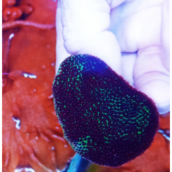 Porites