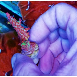 Acropora microclados strawberry shrtcake