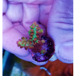 Acropora microclados strawberry shrtcake 2