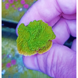 Montipora lima