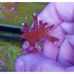 Montipora bubblegum