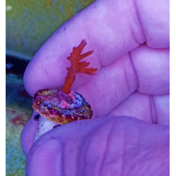 Anacropora TNT