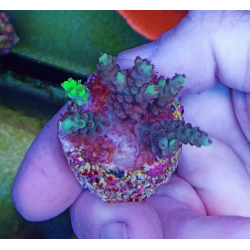 Acropora horrida-aculeus