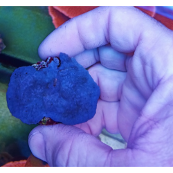 Esponja azul