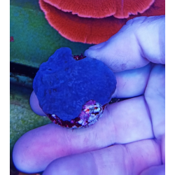 Esponja azul 2