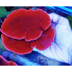 Montipora red-orange XL