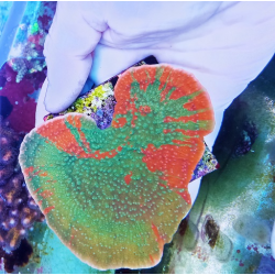 Montipora grafted-premium 2
