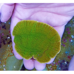 Montipora lima 2