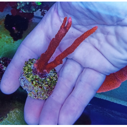 Montipora red