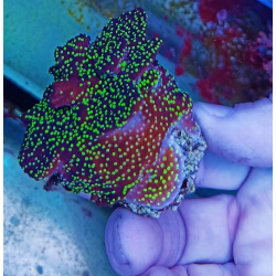 Montipora Australiensis M
