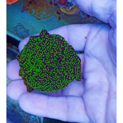 Montipora Australiensis M2