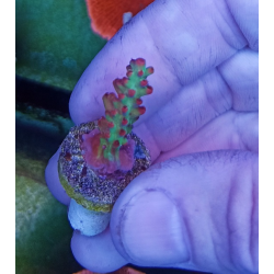 Acropora microclados strawberry shortcake 3