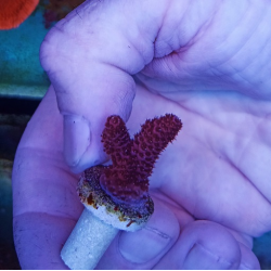 Acropora millepora pink frag