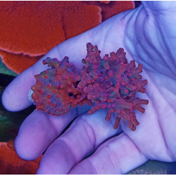Cyphastrea decadia
