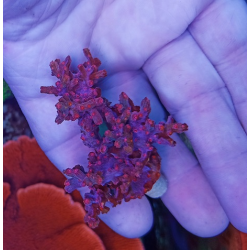 Cyphastrea decadia-2