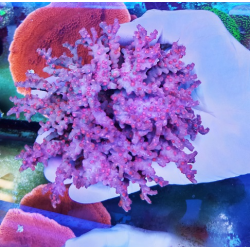 Cyphastrea decadia-XL