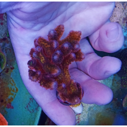 Pocillopora tricolor