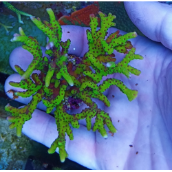 Anacropora goblin M