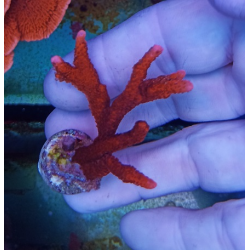 Montipora red