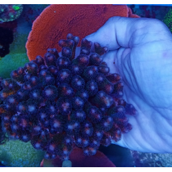 Pocillopora L