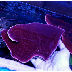 Montipora purple XL +-18cm