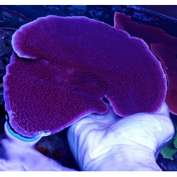 Montipora purple XL +-18cm 2