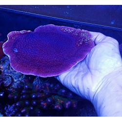 Montipora purple L