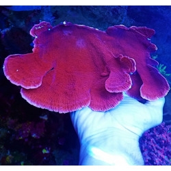 Montipora red-orange XL