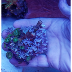 Palythoas esmeralda-Anthelia