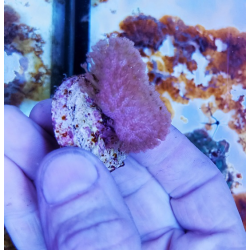Sarcophyton
