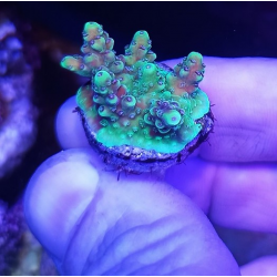 Acropora latistella
