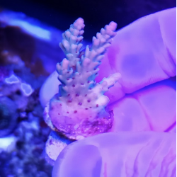 Acropora selago