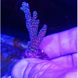 Montipora estellata