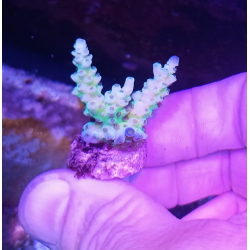 Acropora tenuis fiji