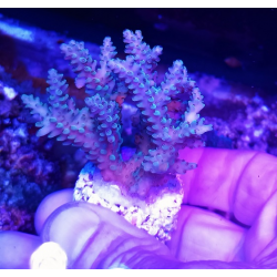 Acropora Australia M