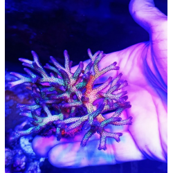 Seriatopora Bird of Paradise frag XL